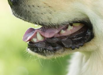 The mouth of a dog with teeth and tongue .