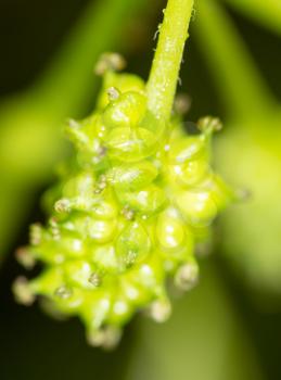 A green mulberry berry on a branch. macro