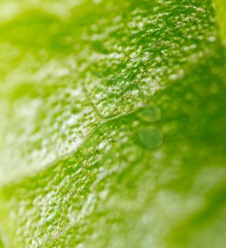 Green leaf on a plant in nature. macro