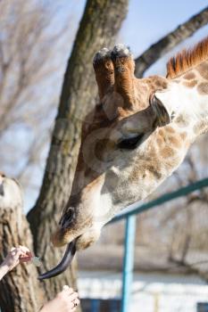 Giraffe is fed by people in the zoo .