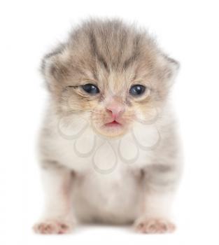 Portrait of a newborn kitten on a white background