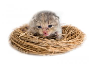 Newborn kitten in a basket on a white background .