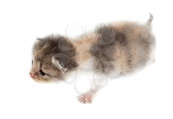 Portrait of a newborn kitten on a white background