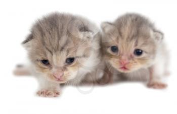 Two newborn kitten isolated on white background .