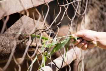 Man feeds the animal behind the fence at the zoo .