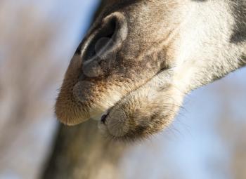 Nose of a giraffe against a blue sky .