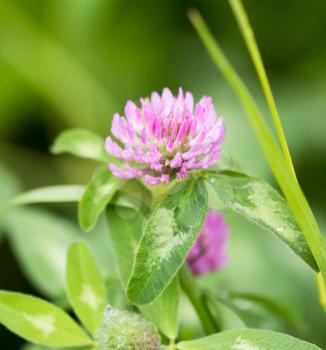 Beautiful flower on clover in a park in nature