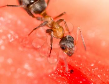 An ant on a red watermelon. macro
