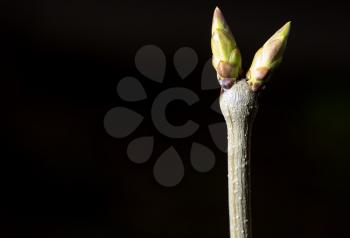 Bud grows on a tree branch on a black background .