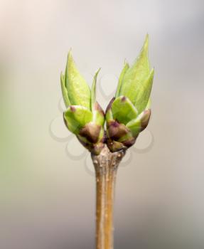 A green bud grows on a tree in the spring .