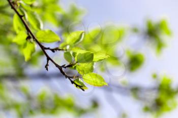 Small green leaves on a tree in spring .
