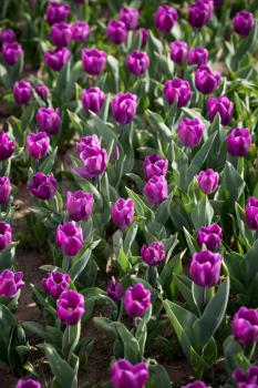 Beautiful purple tulips in a park in nature