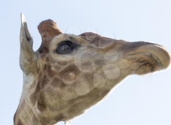 Portrait of a giraffe against the blue sky .