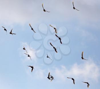 Flock of pigeons against the sky with clouds .