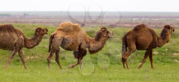 Camel in the pasture in the spring .