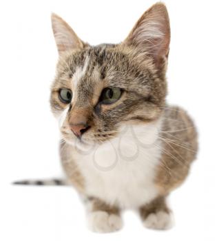 Portrait of a cat on a white background .