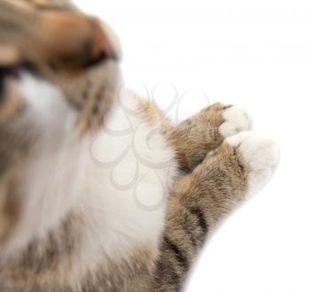 Paws of a cat on a white background .