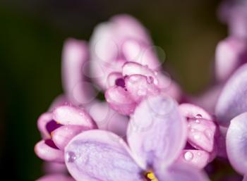 Beautiful little flowers of lilac as background. macro