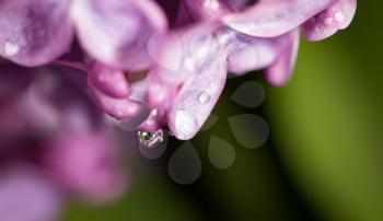 A drop of water on the flowers of lilac. macro