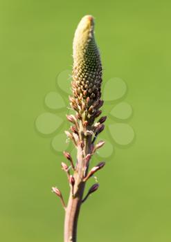 Unopened flower bud in nature. In the spring