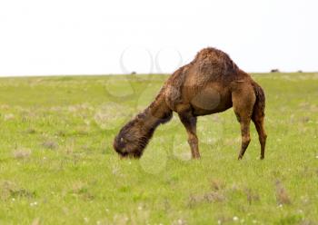 Camel in the pasture in the spring .