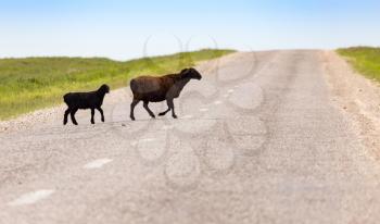 A herd of rams cross the road .