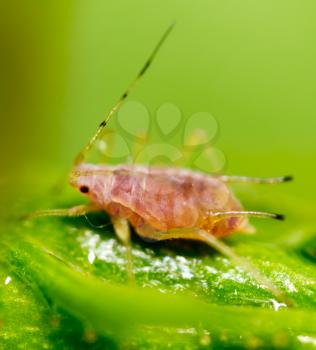 A small aphid on a green plant. macro