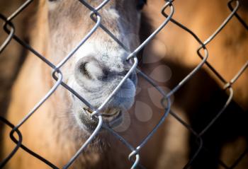 A horse behind a metal fence in the Zoo