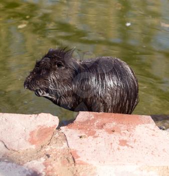 Black coypu on a pond in the park .