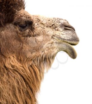 Portrait of a camel on a white background .