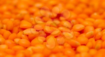 Red seeds of lentils as a background. macro