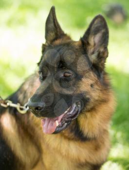 A portrait of a thoroughbred dog in nature .