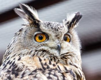 Portrait of an eagle owl at the zoo .