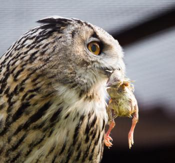 Owl eats chicken at the zoo for lunch