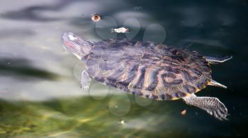 Turtle swimming in a pond in a zoo .