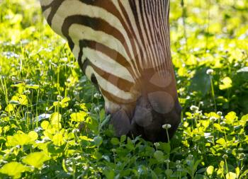 Zebra on green grass in a park in nature