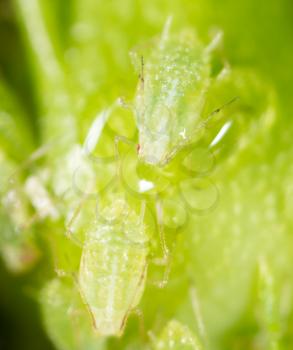 A small aphid on a green plant. macro