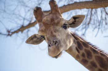 Giraffe on the background of a tree and a blue sky