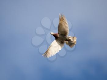 Dove flying against a blue sky with clouds .