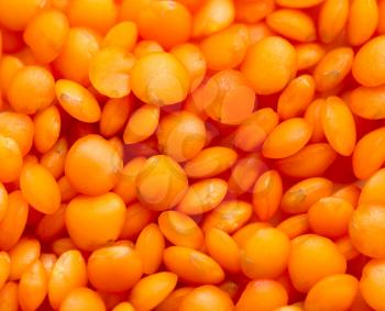 Red seeds of lentils as a background. macro