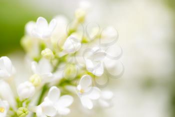 White flowers of lilac on nature. macro
