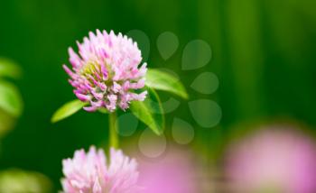 Beautiful flower on clover in a park in nature
