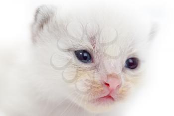 Beautiful portrait of a newborn white kitten .