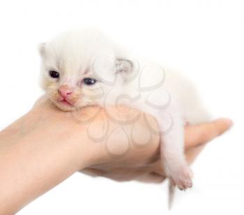Newborn kitten in a hand on a white background .