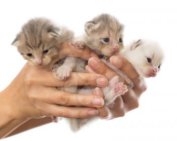 Three newborn kitten in a hand on a white background .