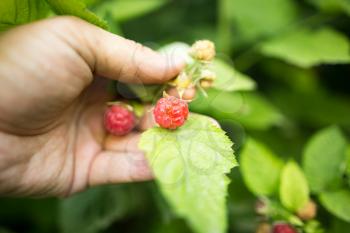 Juicy red berry raspberries in hand in the garden .