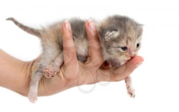 Newborn kitten in a hand on a white background .