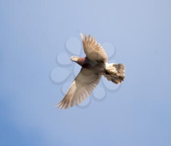 Dove flying against a blue sky with clouds .