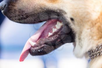 The mouth of a dog with teeth and tongue .