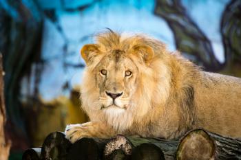 A portrait of a lion in a zoo .